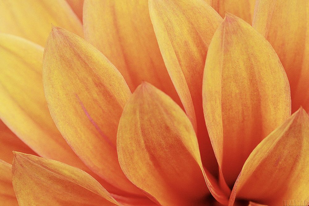 Фотография автора Marina Martorelli