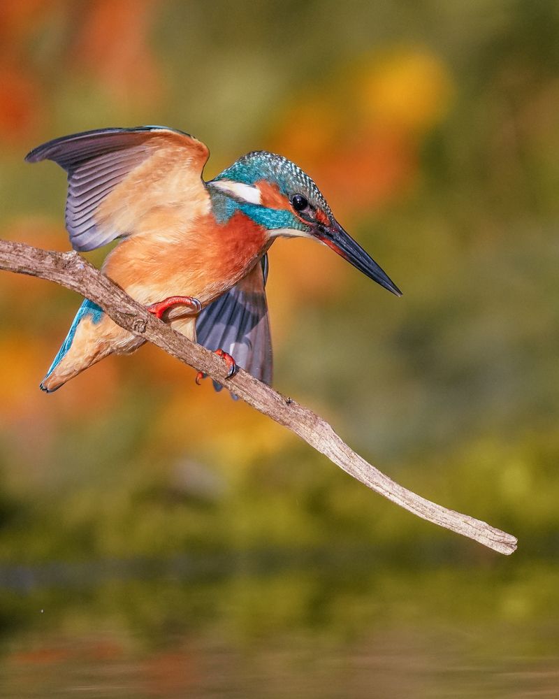 Фотография автора Оксана Дорн