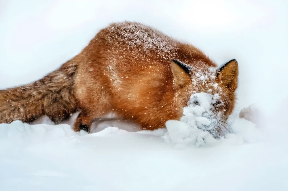 Photograph by Вероника Романенко