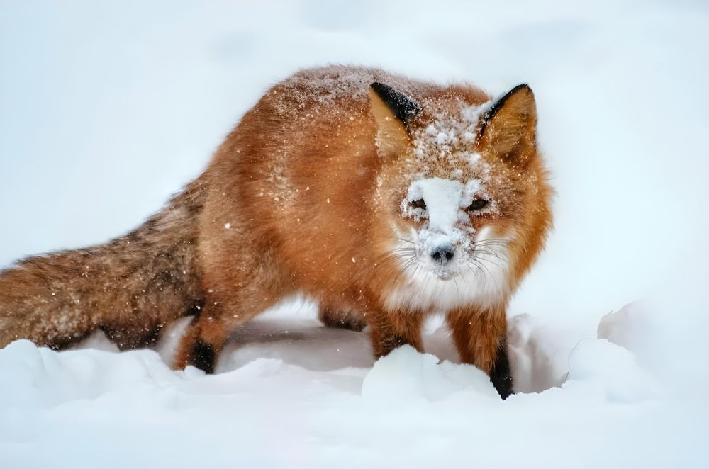 Photograph by Вероника Романенко