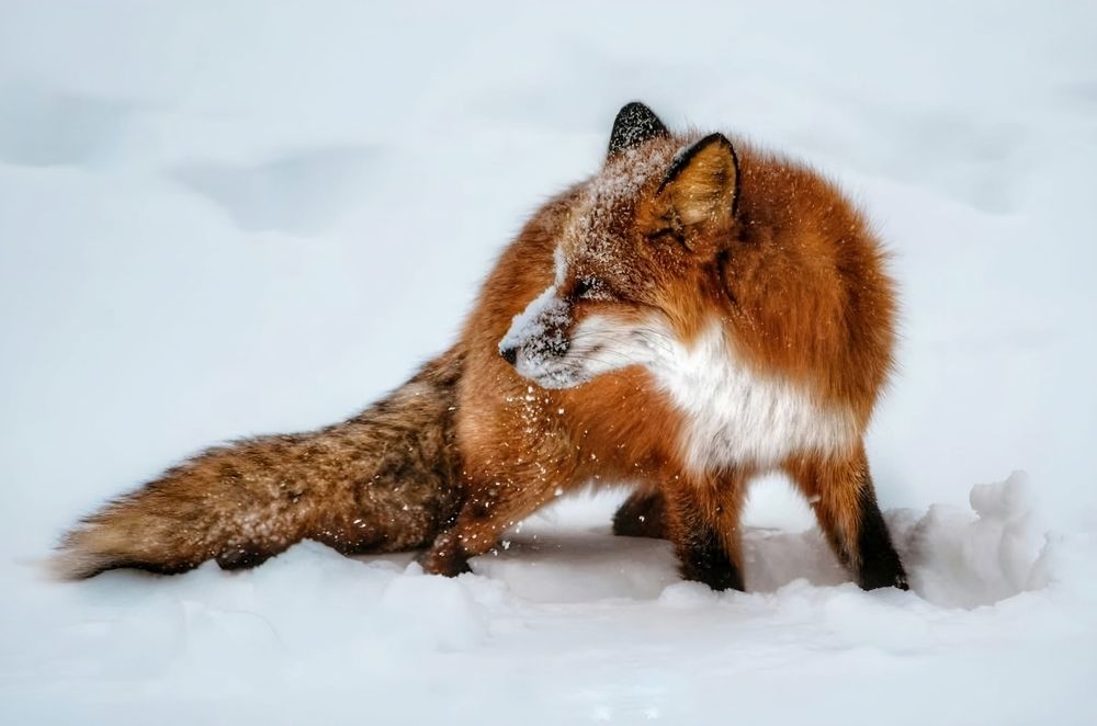 Photograph by Вероника Романенко