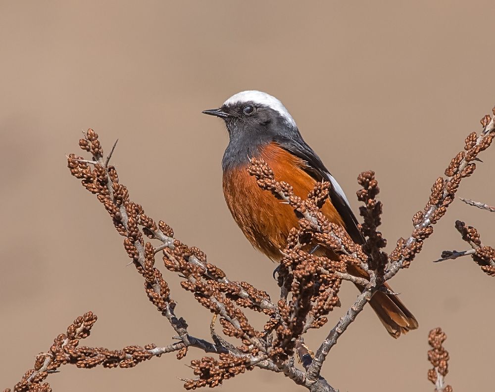 Photograph by Хасан Журтов