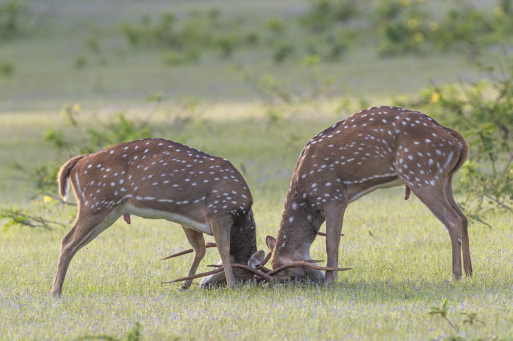 Photograph by Indika Prasad