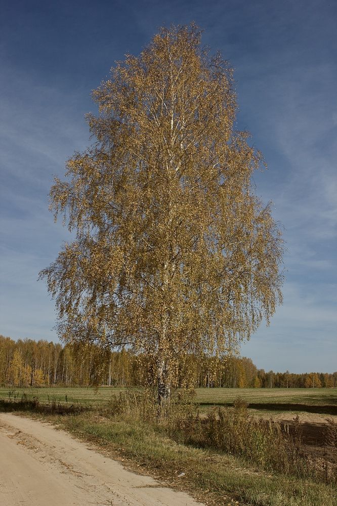 Photograph by Лариса Белашова