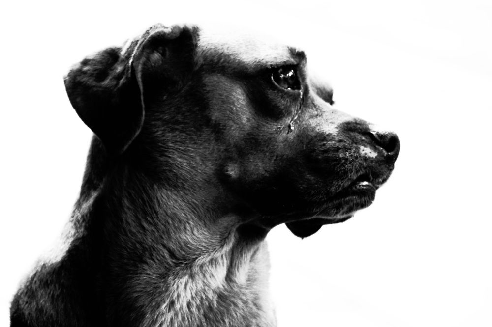 No to abandoning Firulay II