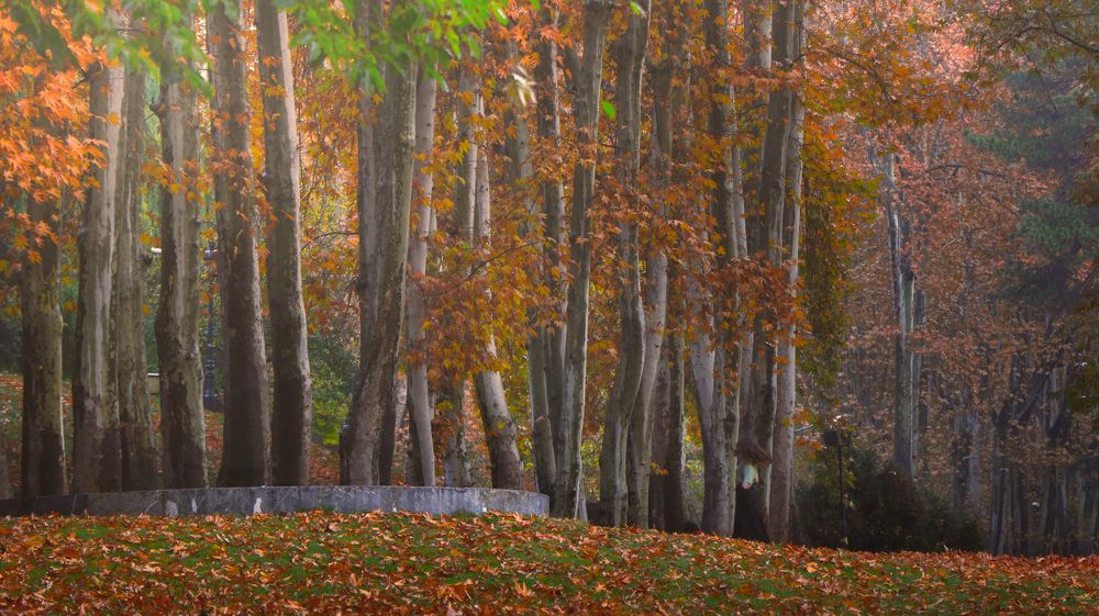 Фотография автора amir shafahi