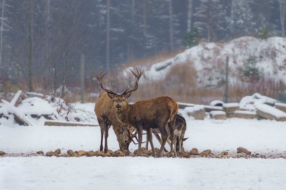 Photograph by Valdis Serzhans