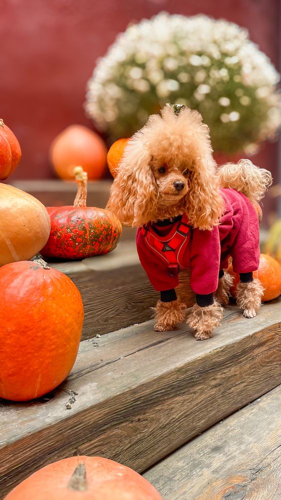 Photograph by Людмила Казак