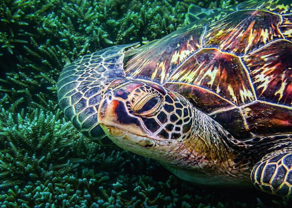 Photograph by Кирилл Леднев