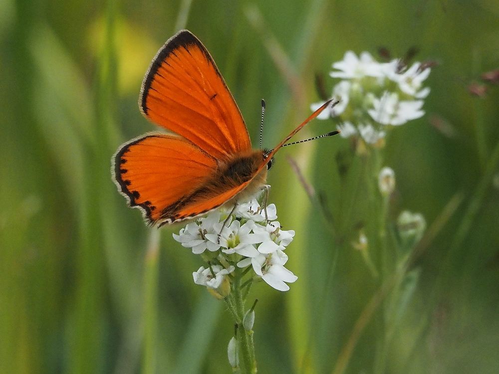 Photograph by Духанин Сергей