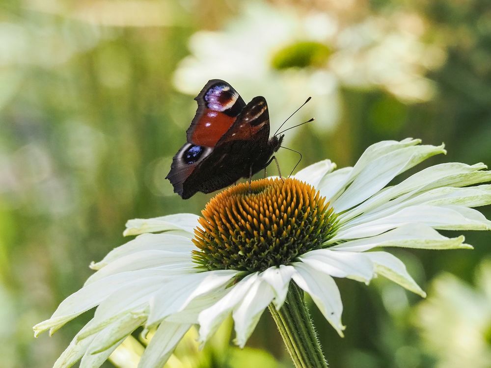 Photograph by Духанин Сергей