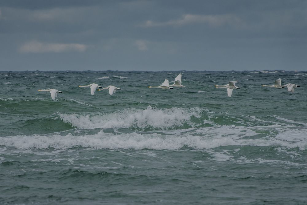 Лебеди-кликуны