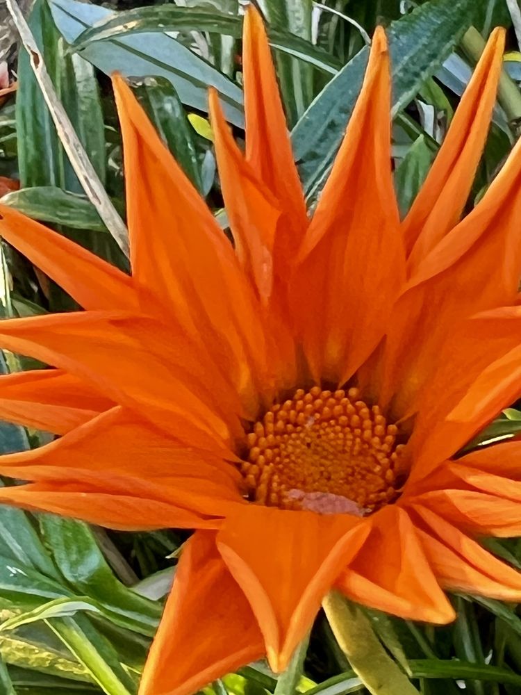 Photograph by Eugenia Schmidt