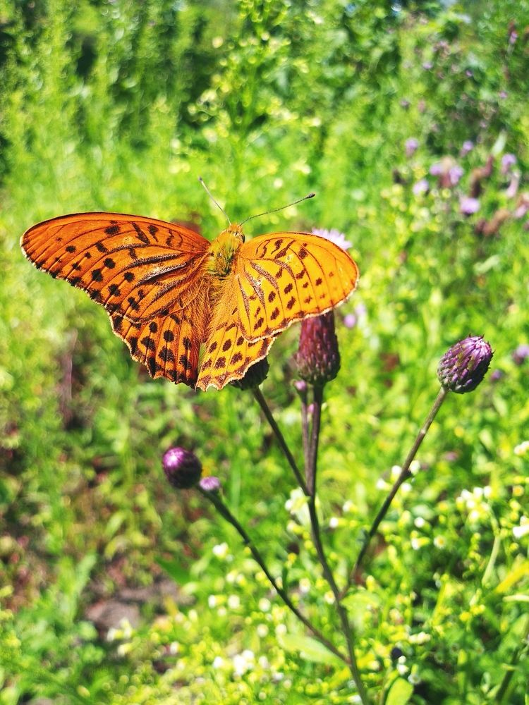 Photograph by Инна Голубева