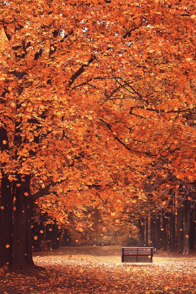 Фотография автора Анастасия Мазурева