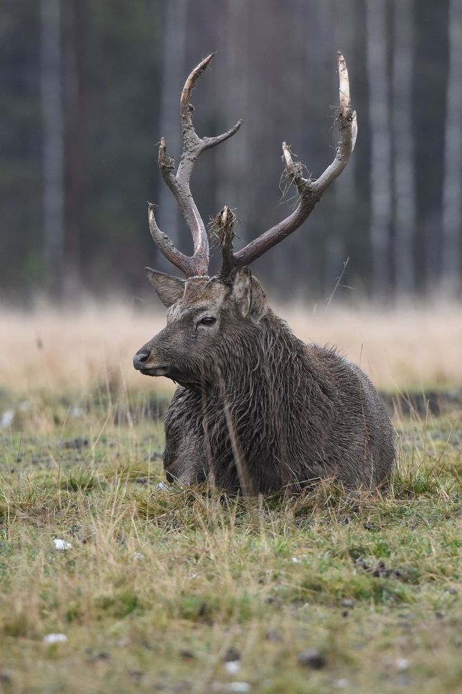 Фотография автора Сергей Чесноков