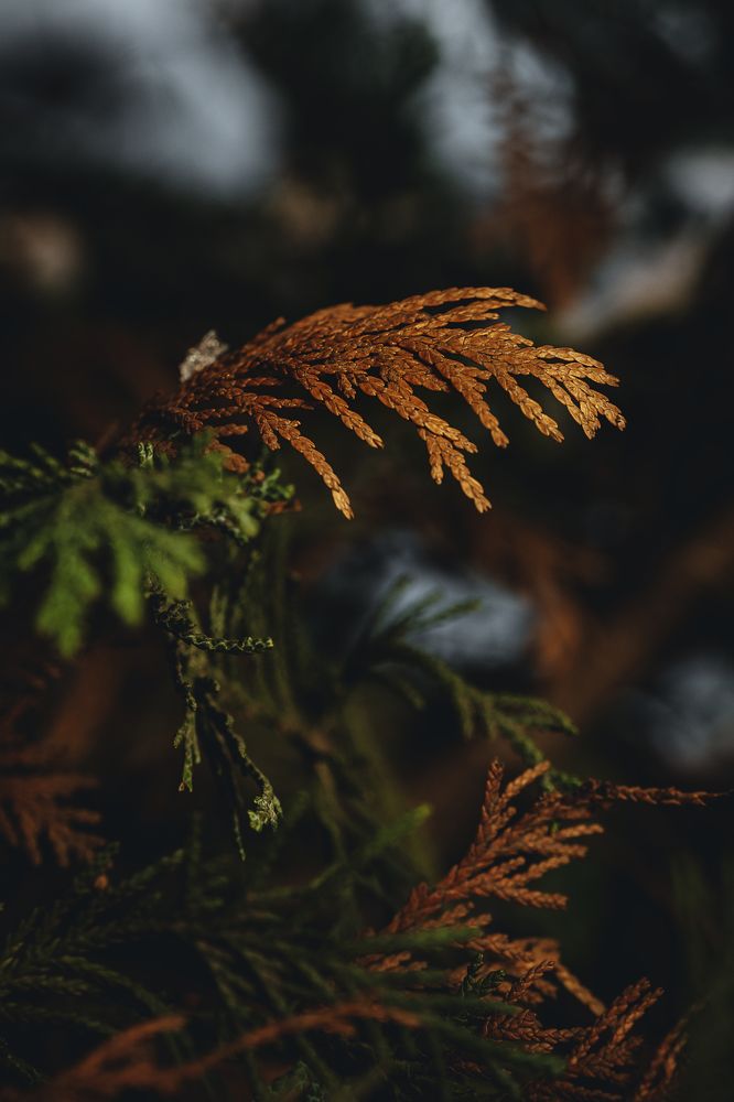 Photograph by Остапенко Алина