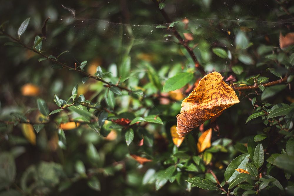 Фотография автора Soňa Šerá