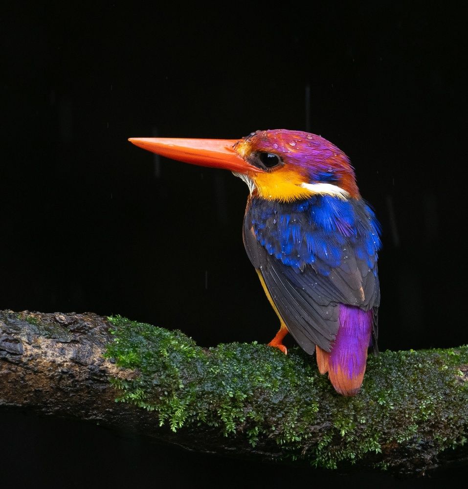 Фотография автора Hari Govindarajulu