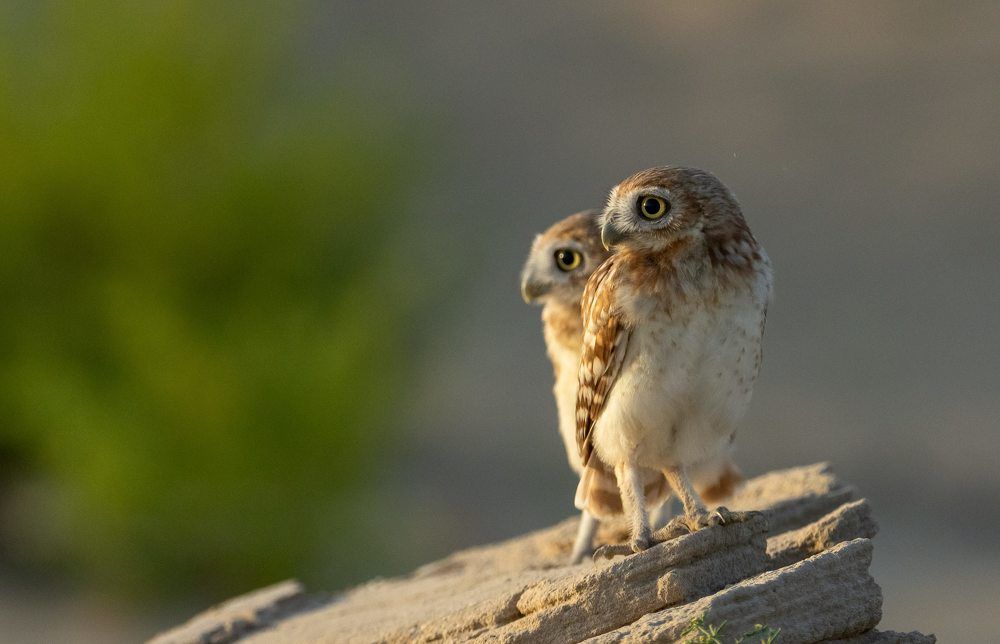 Фотография автора Hari Govindarajulu