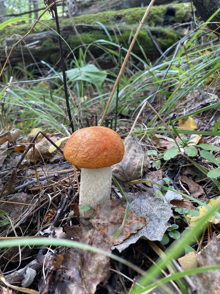 Photograph by Алиса Лукина