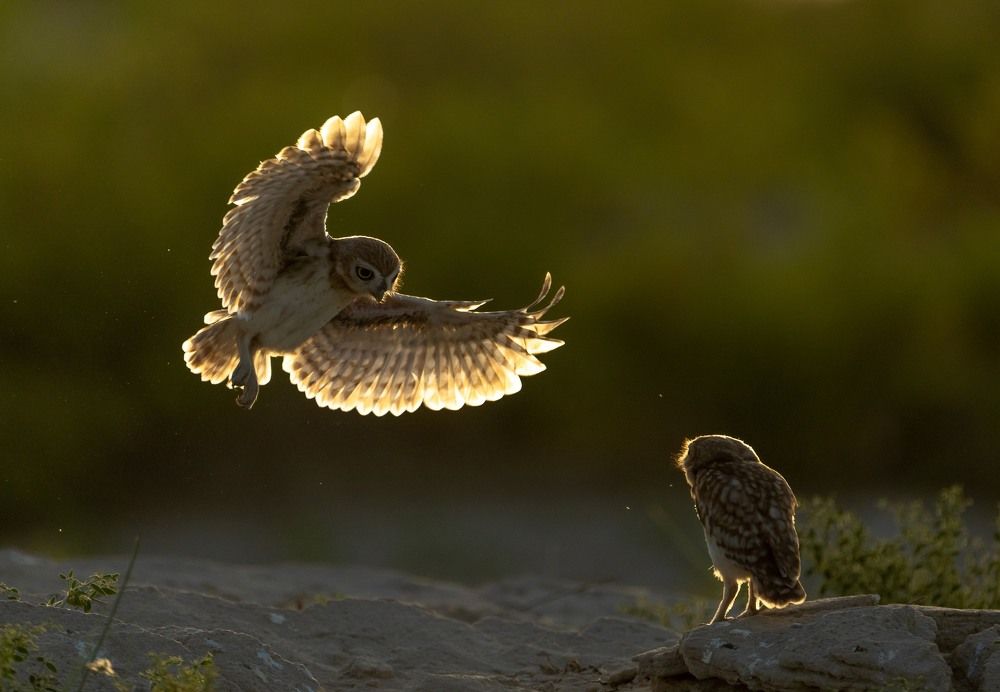 Фотография автора Hari Govindarajulu