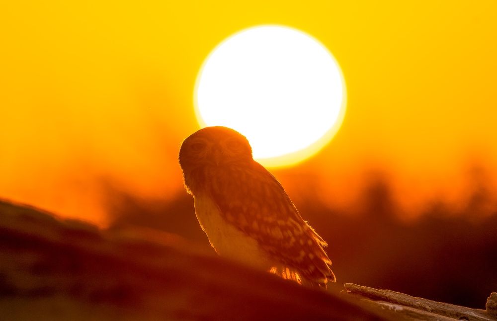 Фотография автора Hari Govindarajulu