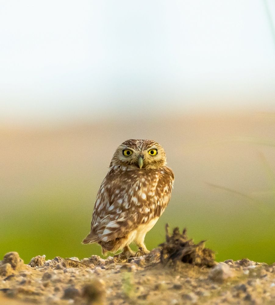 Фотография автора Hari Govindarajulu