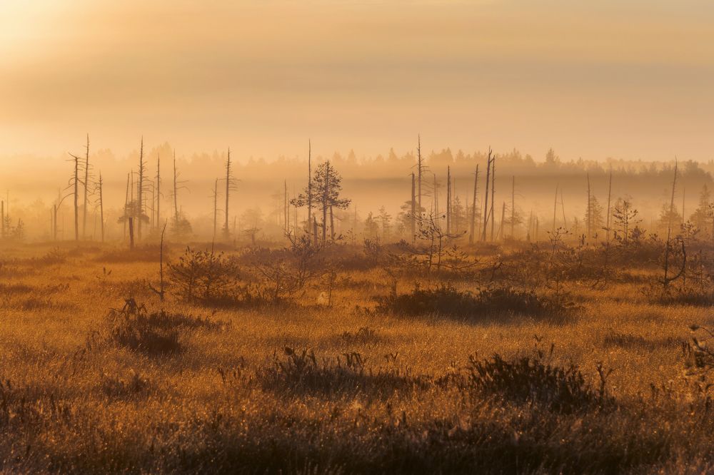 Photograph by Соколова Елена