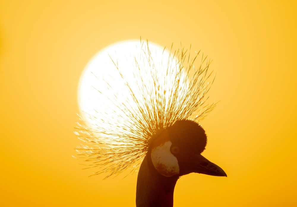 Фотография автора Hari Govindarajulu