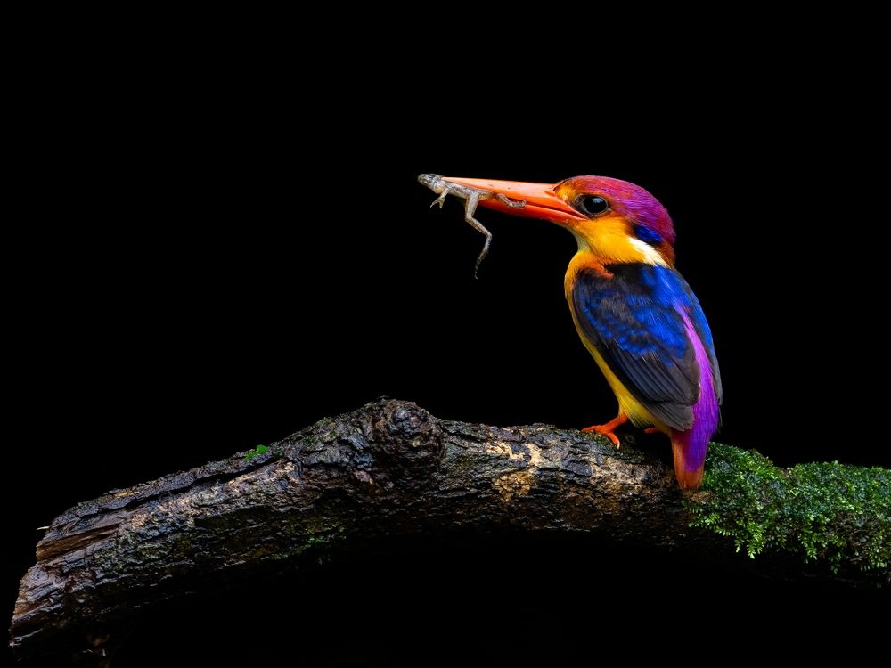 Фотография автора Hari Govindarajulu