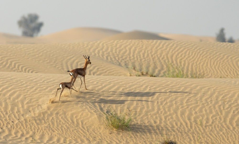 Фотография автора Hari Govindarajulu