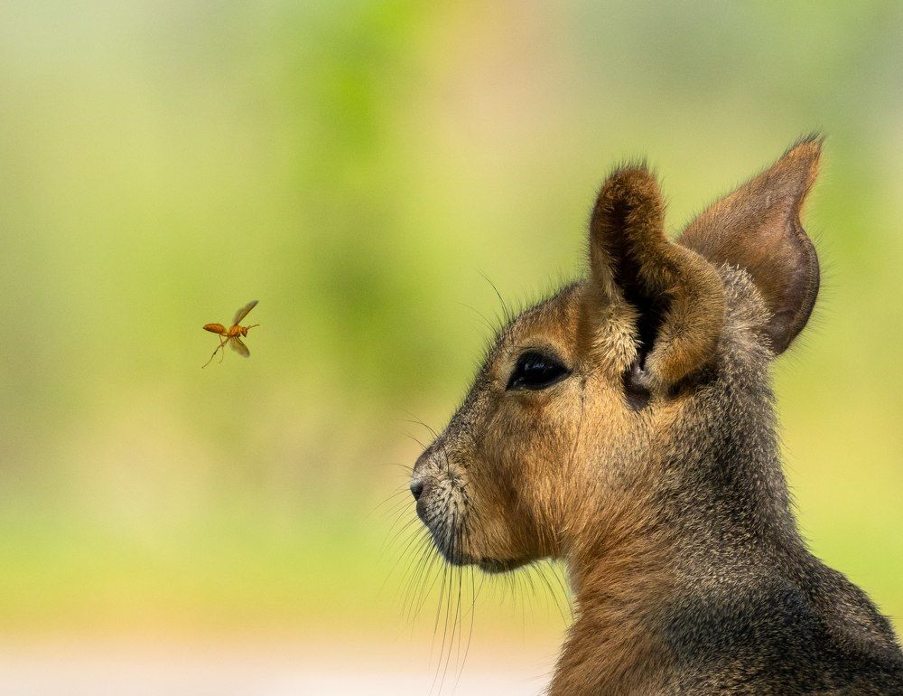 Фотография автора Hari Govindarajulu