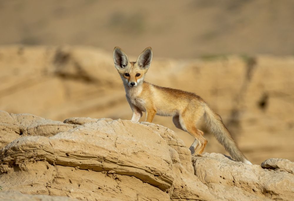 Фотография автора Hari Govindarajulu