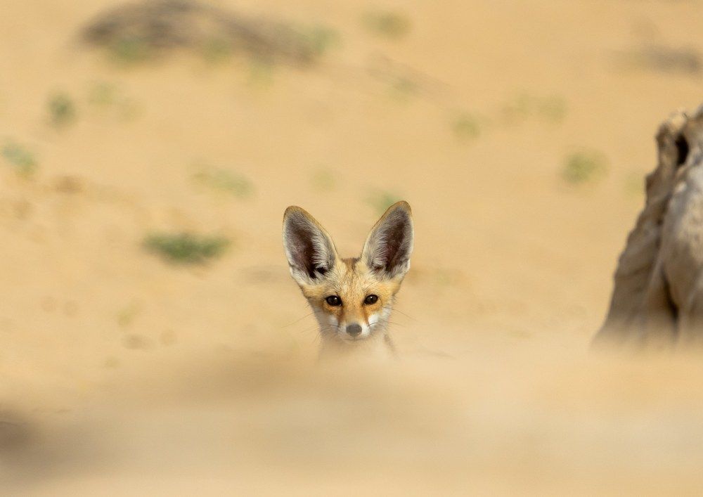 Фотография автора Hari Govindarajulu