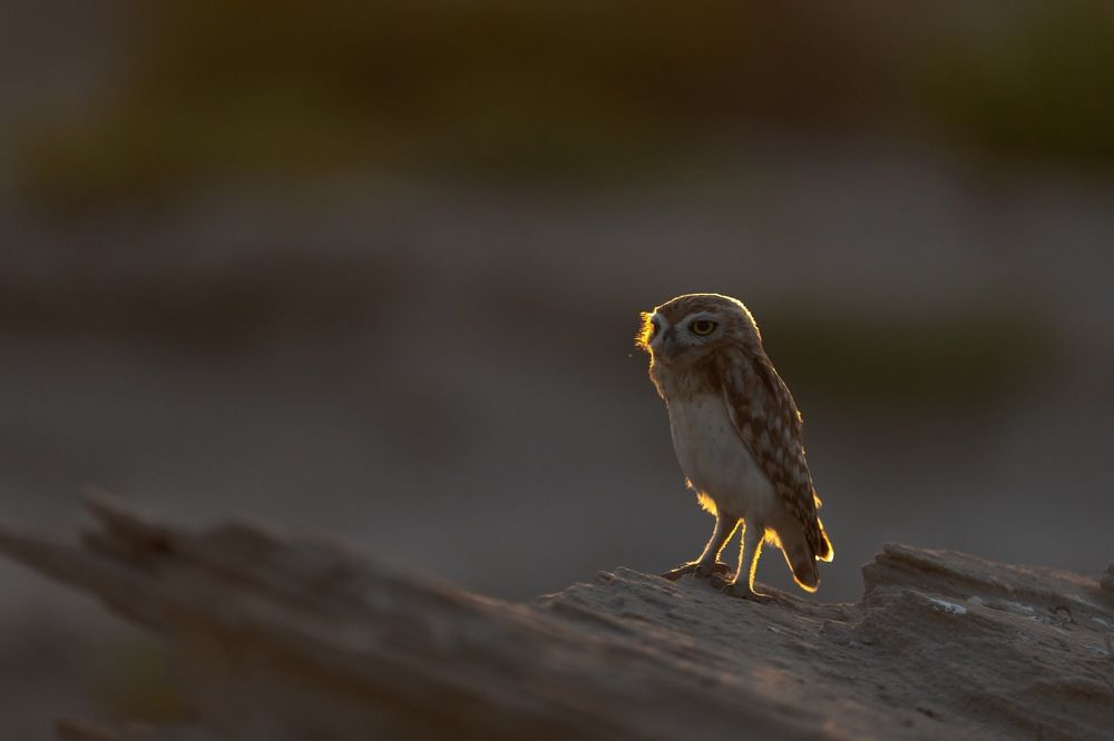 Фотография автора Hari Govindarajulu