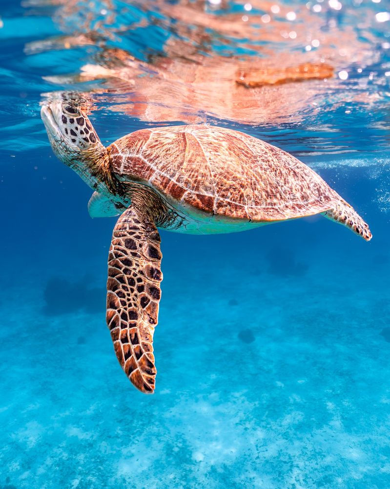 Фотография автора Daria Sinitsina