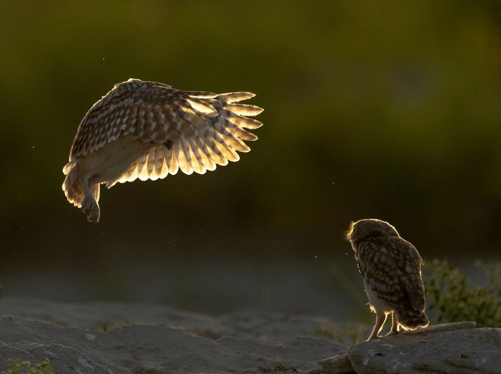 LITTLE OWL LANDING SEQUENCE
