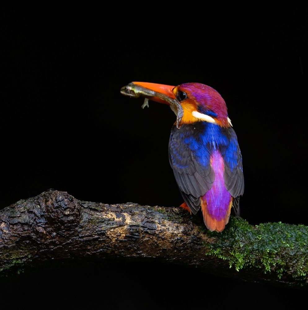 ODKF - ORIENTAL DWARF KINGFISHER HUNTING SEQUENCE