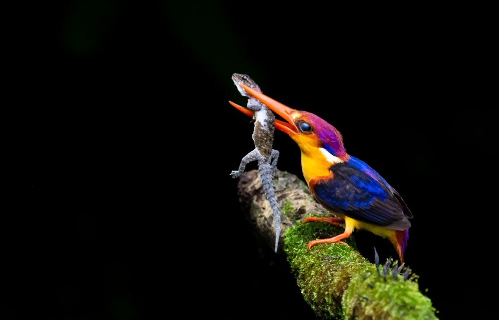 ODKF - ORIENTAL DWARF KINGFISHER WITH LIZARD CATCH