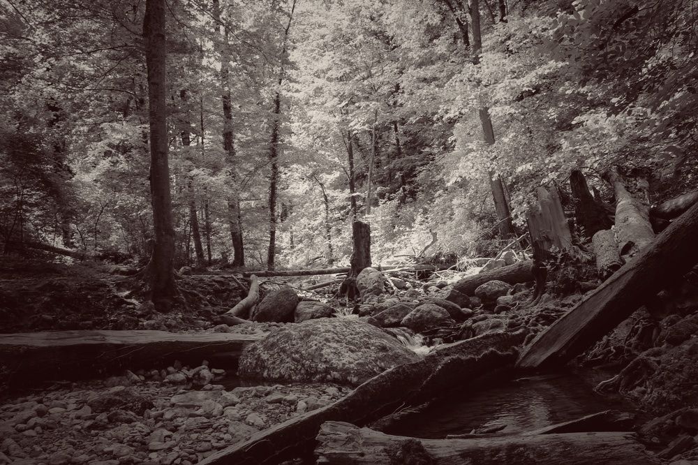 Photograph by Ирина Дмитриенко