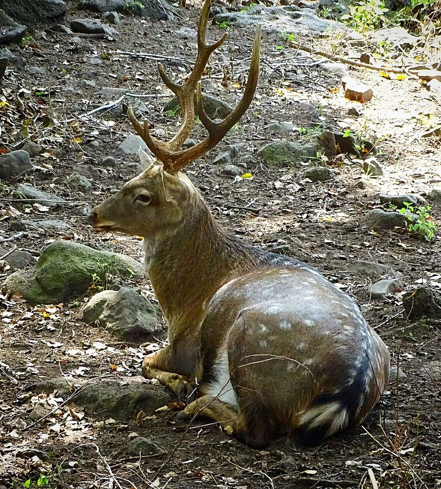 Благородный олень.