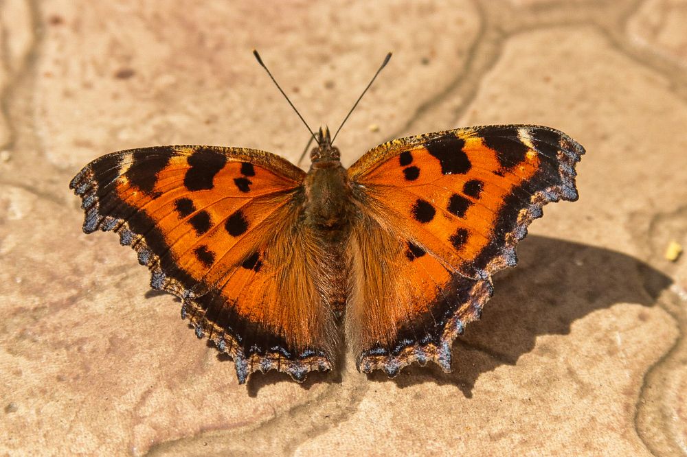 Photograph by Елена Рудкевич