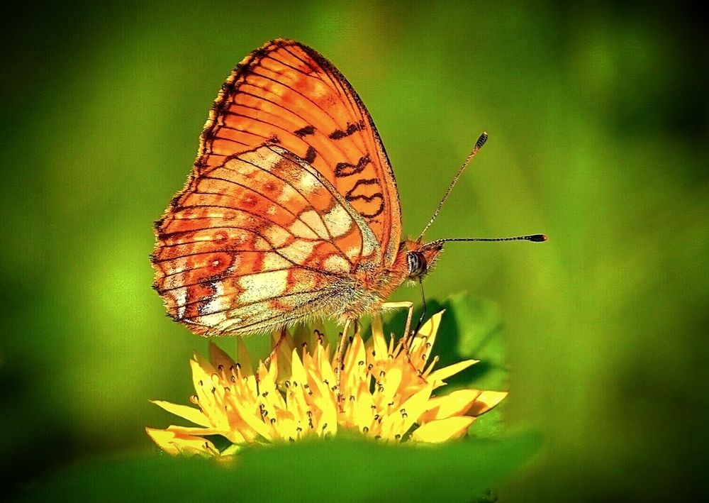 Перламутровка.