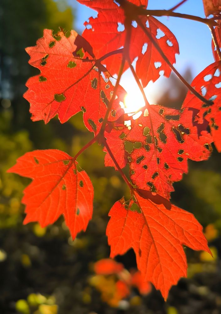 Photograph by PERESHEIN ANDREY