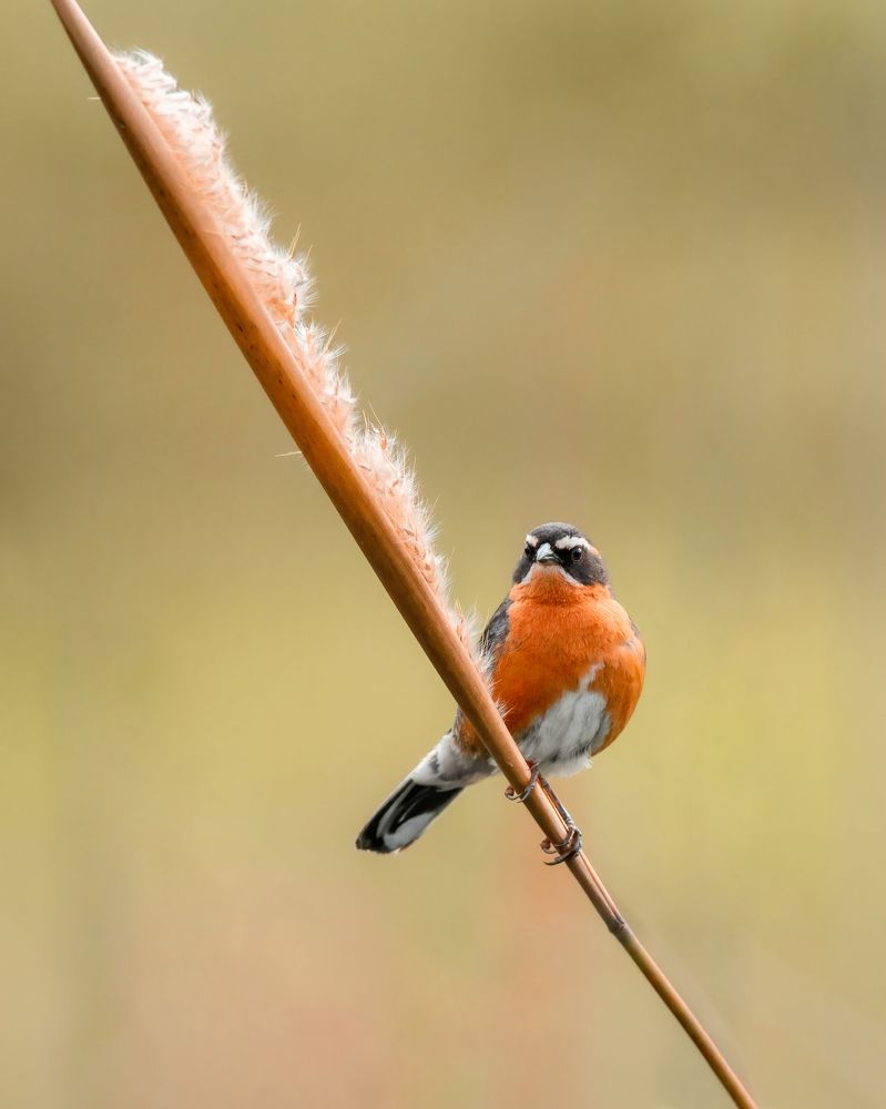 Photograph by Valdir Hobus