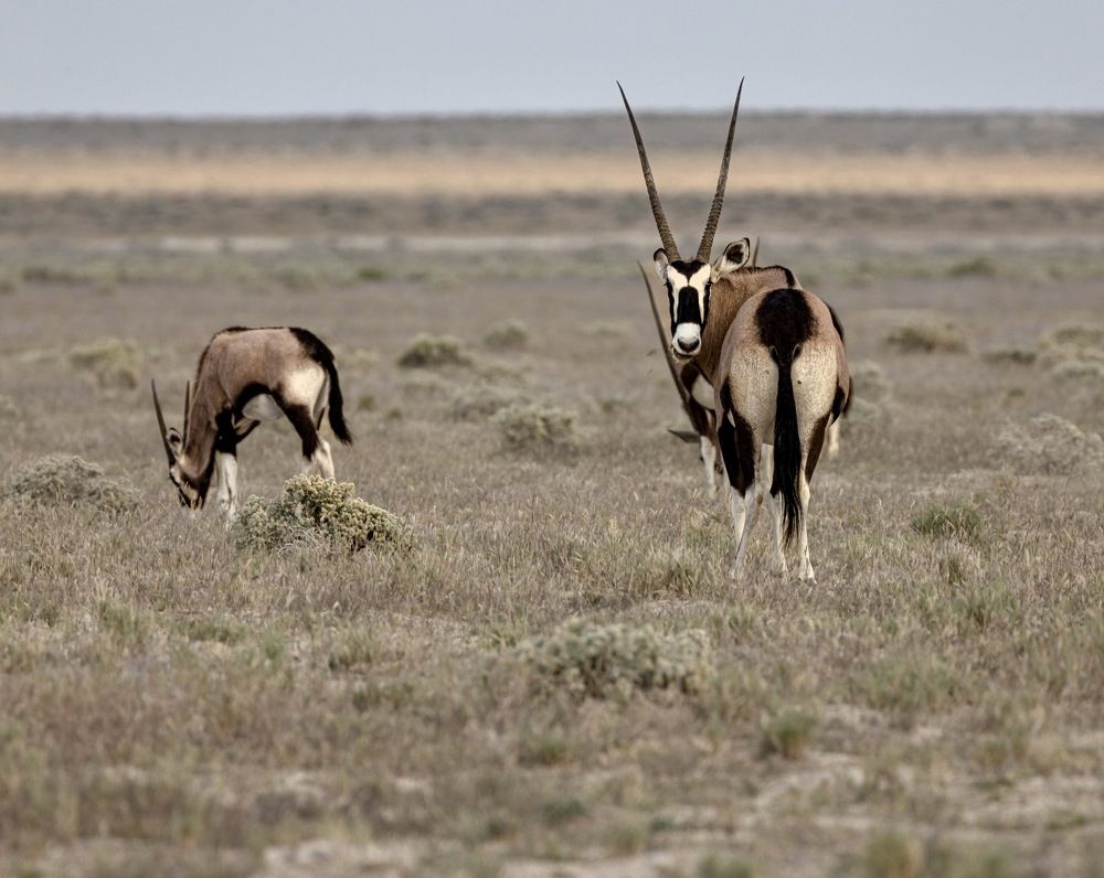 Photograph by Елена Подерегина