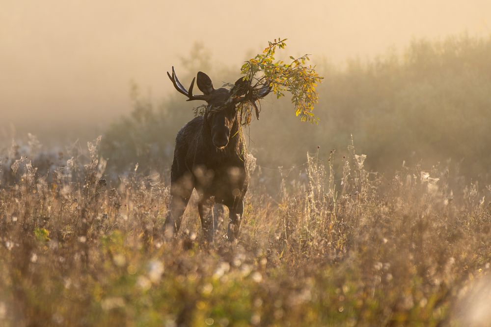 Photograph by Евгений Бочкарев