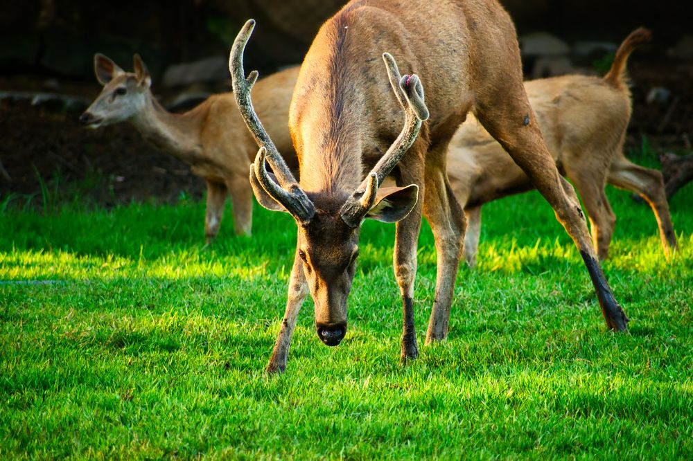 Battle Scars of the Wild