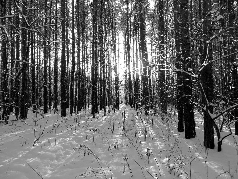 Черняевский лес